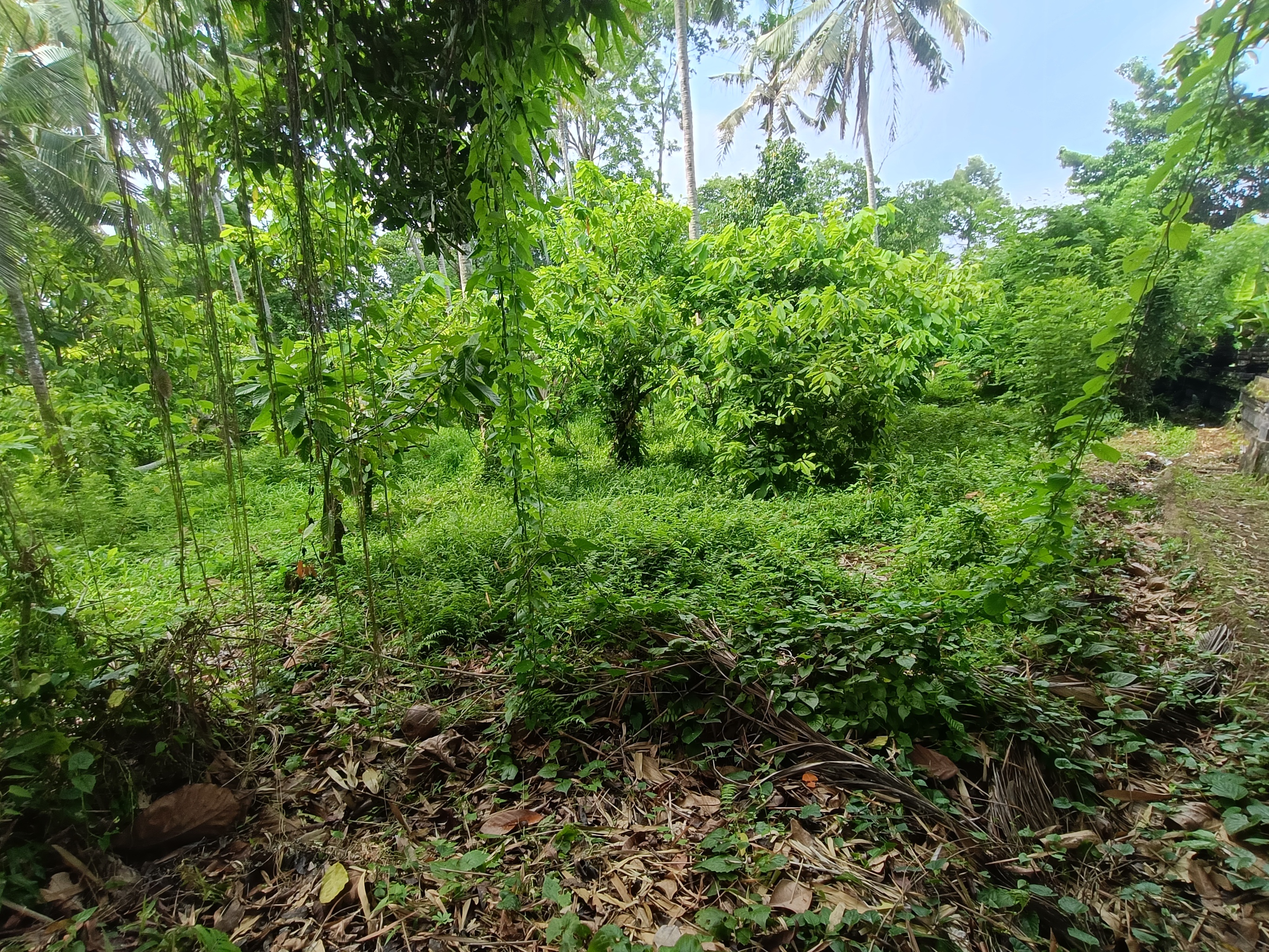 slide_0